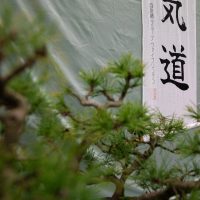 Jubiläums-Lehrgang in Waiblingen mit Junya Nakatsugawa (6. Dan Aikikai Shodoin) – Foto: Artem Talmann